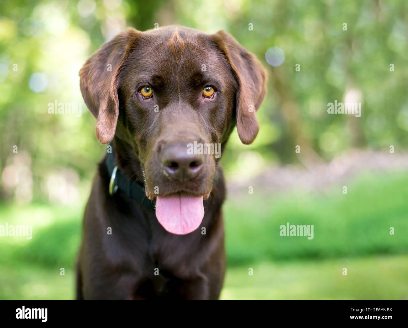 Un chien de race pure Chocolate Labrador Retriever regardant l'appareil photo et panting Banque D'Images