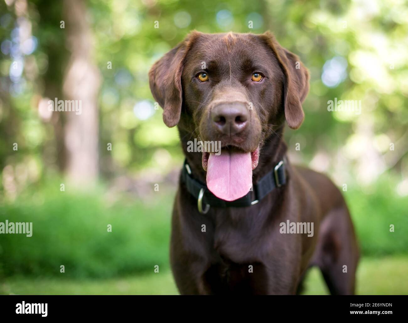 Un chien de race pure Chocolate Labrador Retriever regardant l'appareil photo et panting Banque D'Images