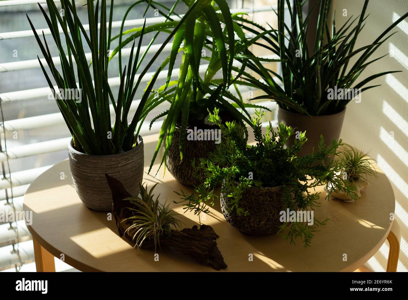 Les plantes grasses succulents placés sur une table basse devant une fenêtre. Banque D'Images
