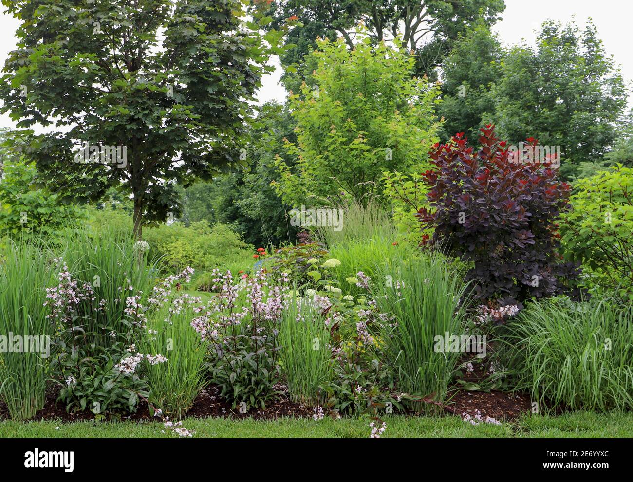 Beardstongue, rouge huské, avec des fleurs blanches et un feuillage violet foncé entrecroisé entre l'herbe ornementale de northwind crée une clôture naturelle. Banque D'Images