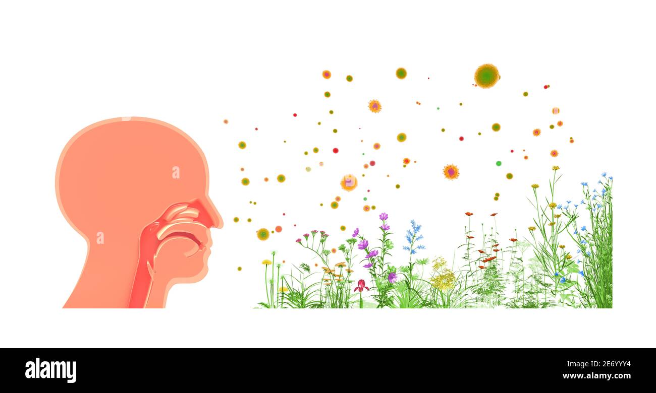 illustration 3d des plantes de printemps et des fleurs et du pollen qui provoque l'allergie. Plus l'image anatomique de l'intérieur des narines dans la tête humaine. Banque D'Images