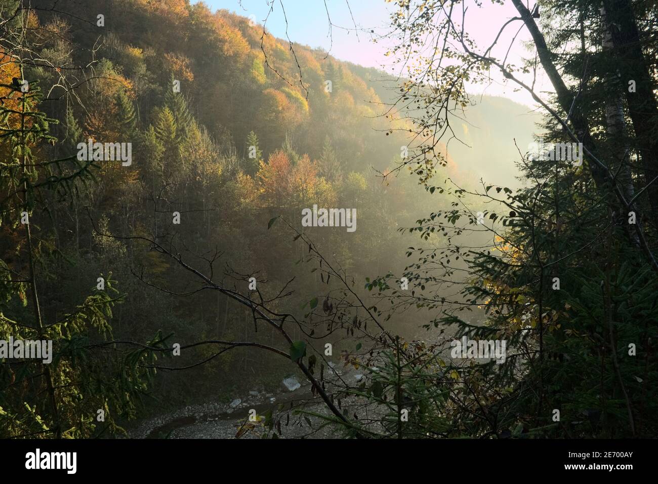 Poutres de soleil dans le canyon avec forêt d'automne sur les pentes tôt le matin, Carpates montagnes, Ukraine Banque D'Images