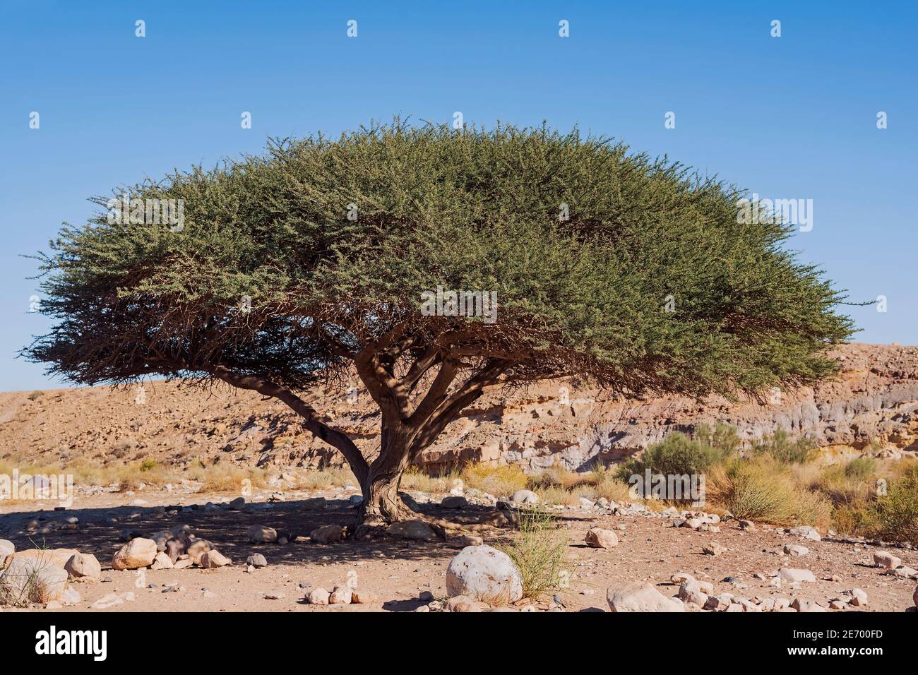 un acacia ridana taillé par la faune dans le nahal ramon ruisseau en israël avec une banque de ruisseau colorée et le ciel bleu en arrière-plan Banque D'Images