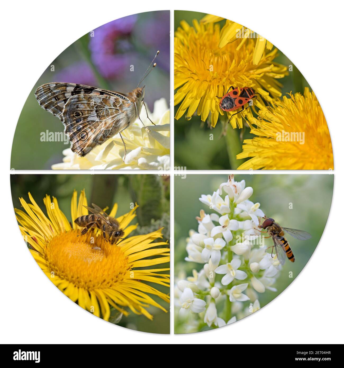 Différents insectes dans un collage Banque D'Images