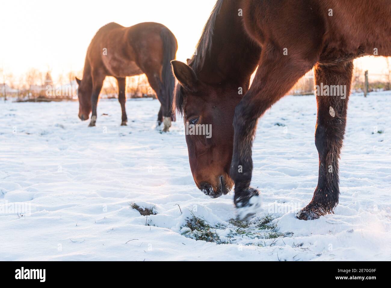 Un cheval paître dans un pré, à la recherche d'herbe couverte de neige. Paysage d'hiver et silhouette de cheval illuminée par le soleil couchant. Banque D'Images