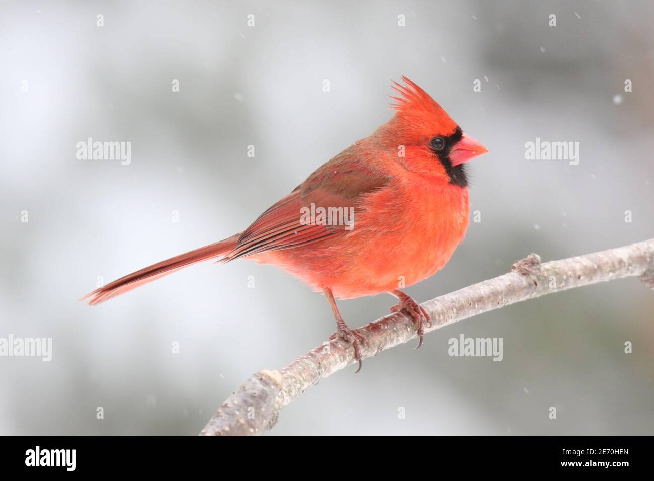 Un cardinal du Nord Cardinalis cardinalis perçant dans une neige d'hiver tempête Banque D'Images