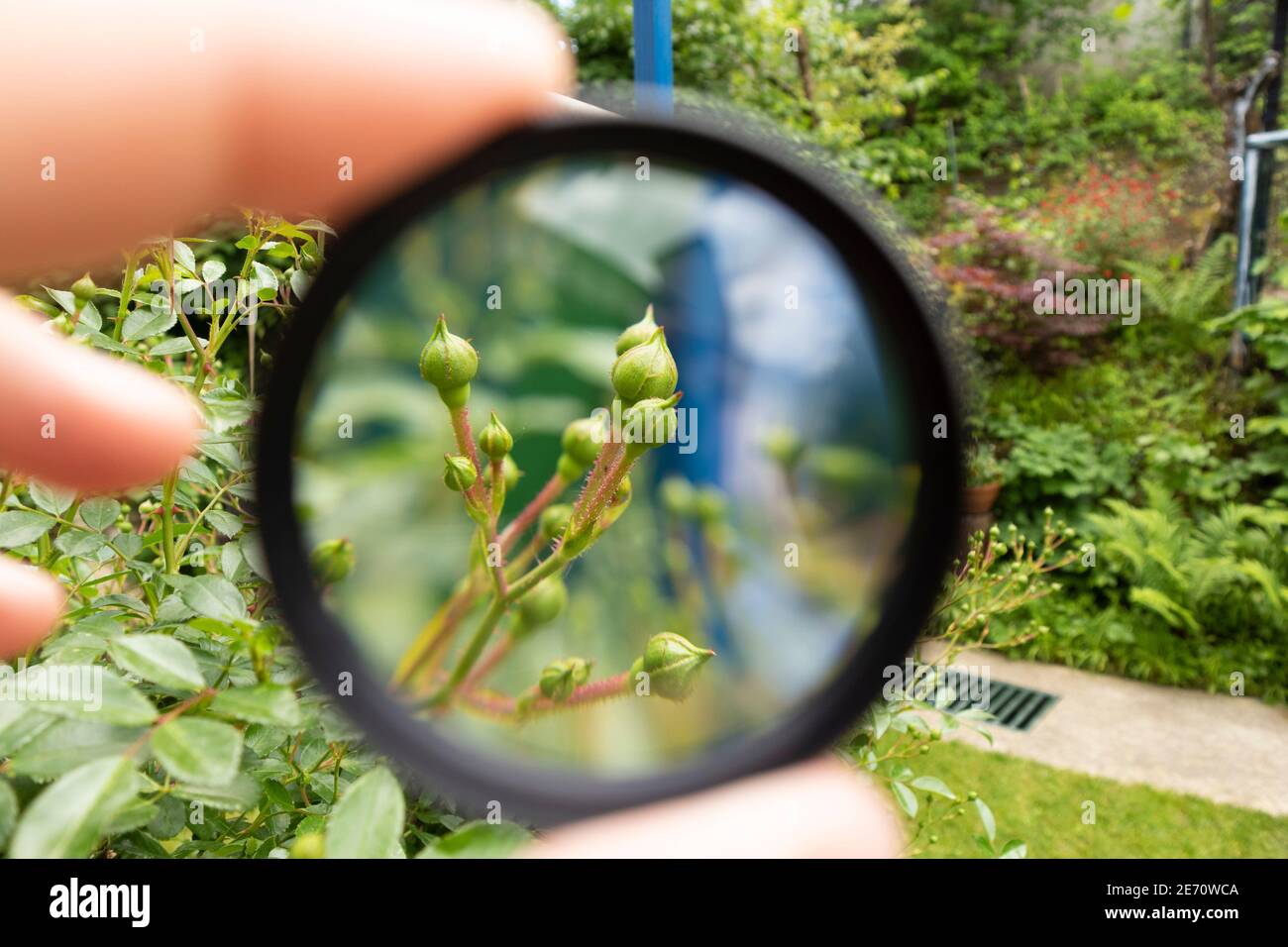 Agrandissez les boutons roses avec la loupe pour appareil photo, créant l'illusion d'objet plus grand qu'il ne l'est vraiment Banque D'Images