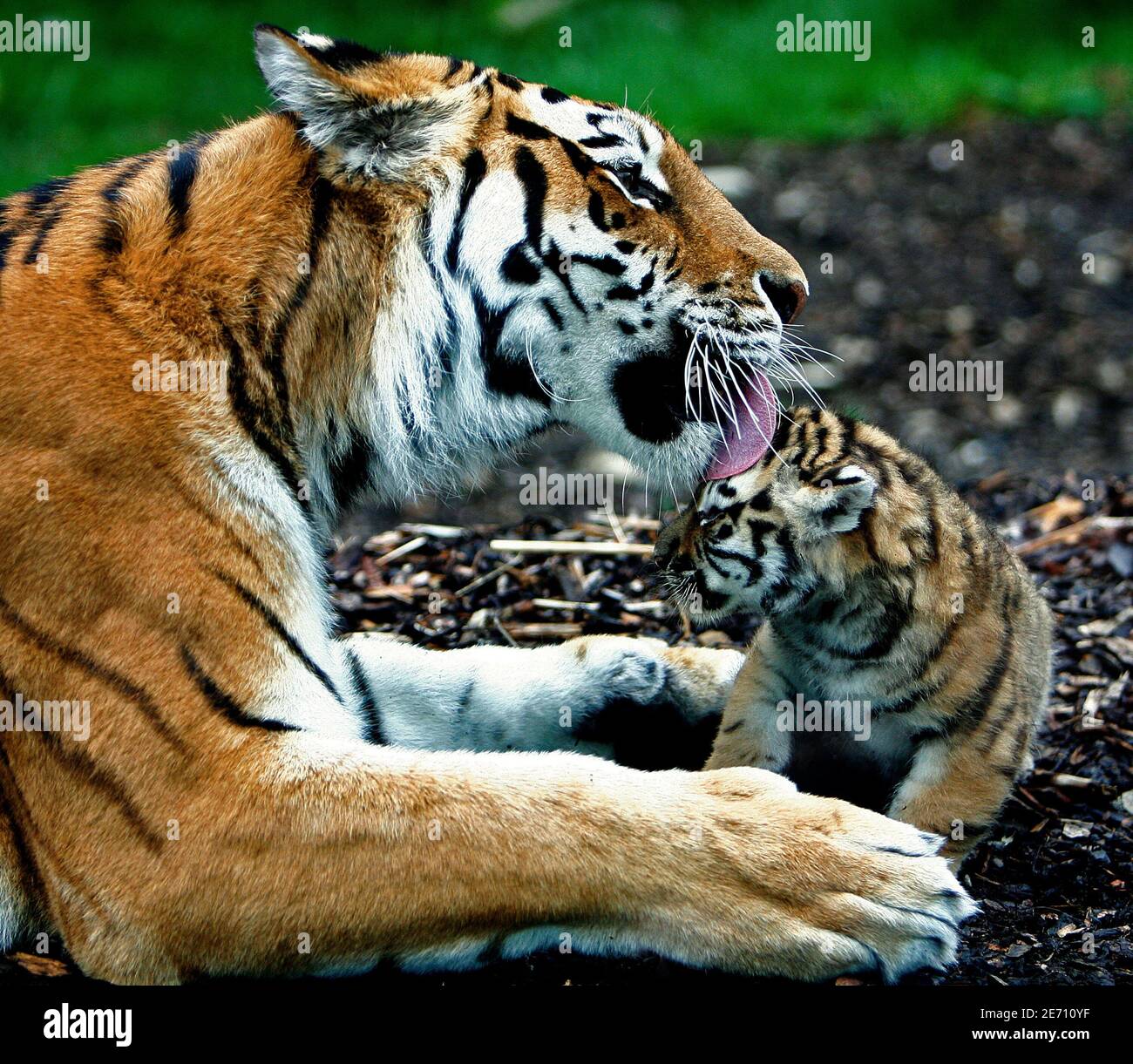 Five-week-old Amur tiger cubs play with each other at the Highland Wildlife Park near Kingussie, Scotland June 16, 2009. Their parents Sasha and Yuri, have now bred nine cubs in total with Five-week-old Amur tiger cubs play with each other at the Highland Wildlife Park near Kingussie, Scotland June 16, 2009. Their parents Sasha and Yuri, have now bred nine cubs in total with
