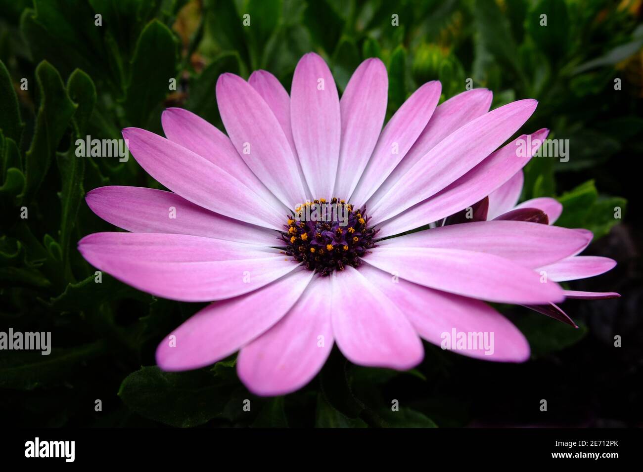 Dimorphotheca ecklonis tête de fleur africaine ornementale avec pollen sur les étamines de près. Banque D'Images