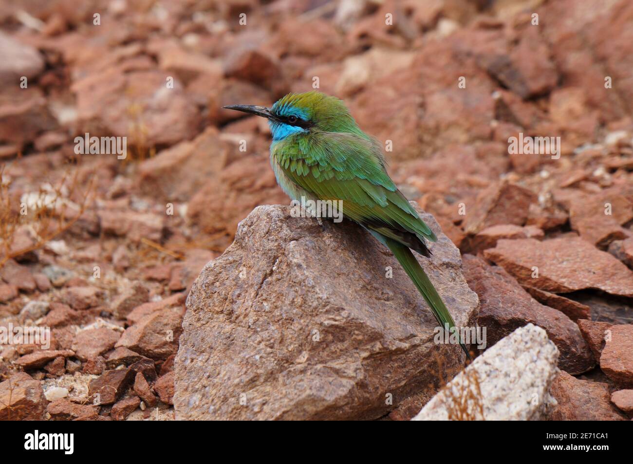 Little Green Bee-Eater se trouve sur la pierre Banque D'Images