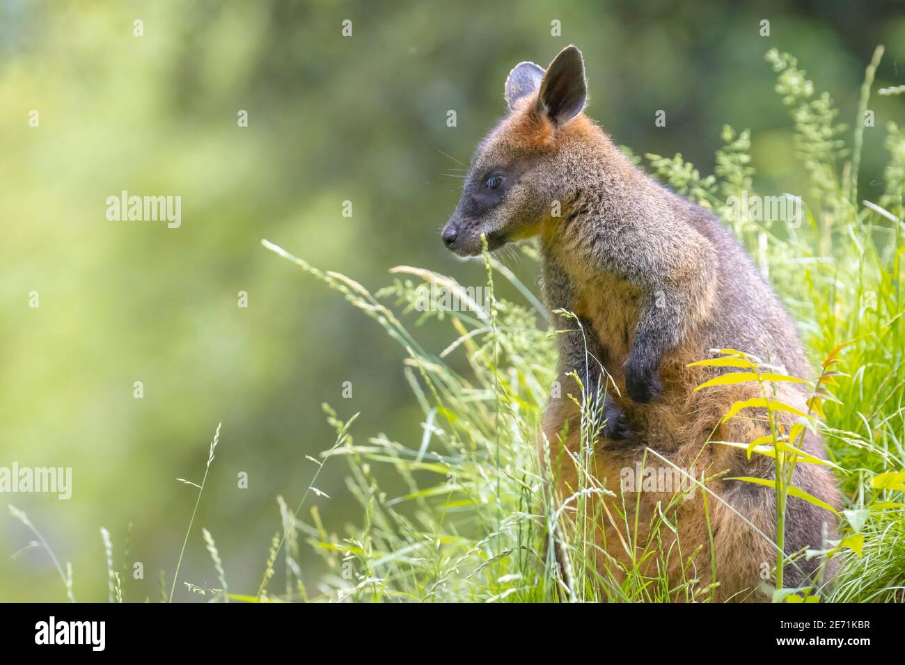 Marais wallaby Wallabia bicolore assis dans l'herbe Banque D'Images