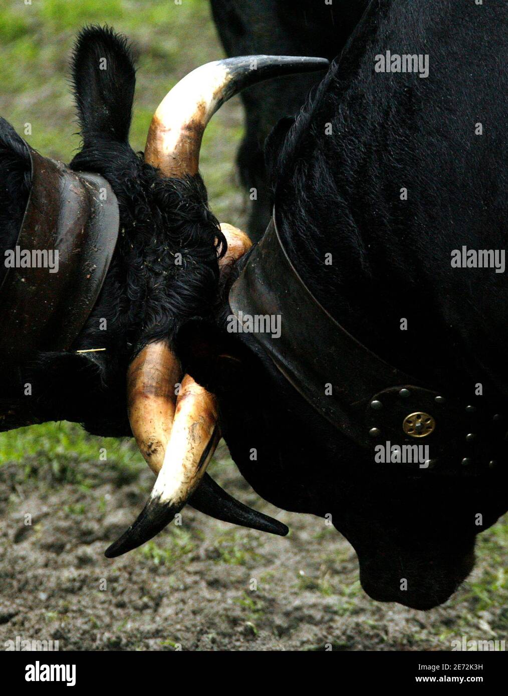Two Herens cows lock horns during the annual 'Battle of the Queens' cow  fight finals in Aproz in the western Alpine canton of Valais May 17, 2007.  Members of this bovine family