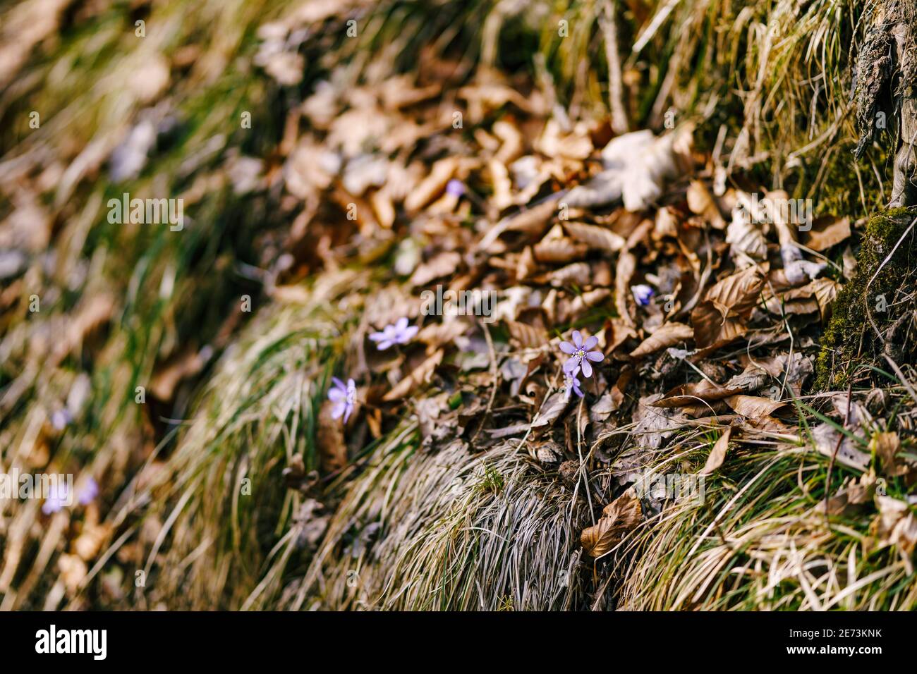 Fleur pourpre de liverwort vulgaris dans les feuilles sèches et l'herbe. Banque D'Images