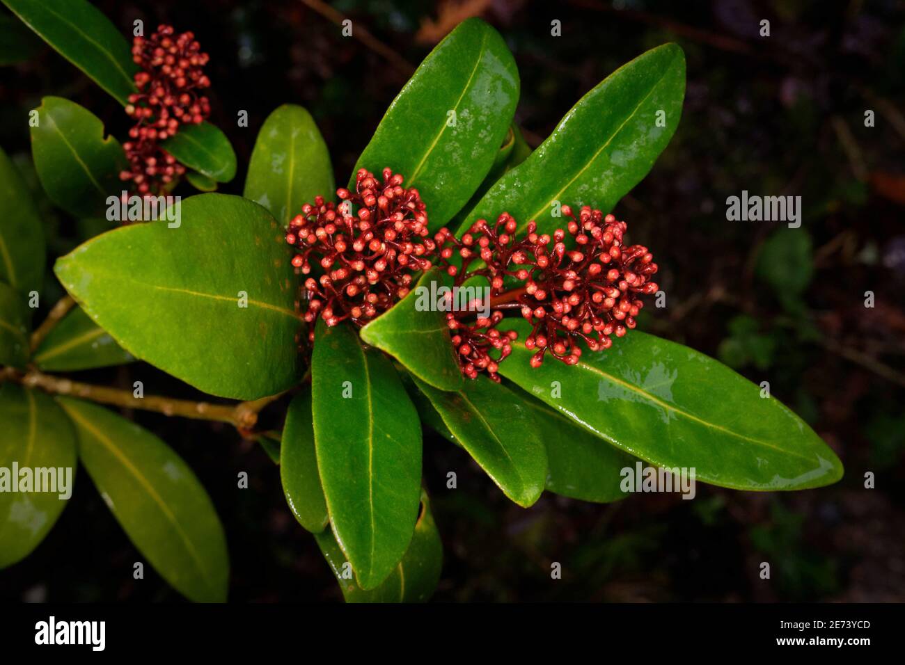 Inflorescences bourgeonnées d'une skimmia japonica (Rutaceae) Banque D'Images
