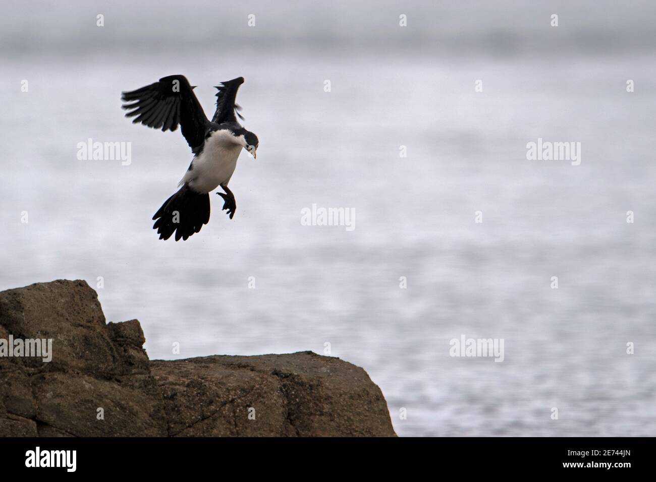 petit cormoran à pied phalacrocorax melanoleucos entrant dans la terre sur l'océan ailes de rocher relevées en arrière tasmanie australie Banque D'Images