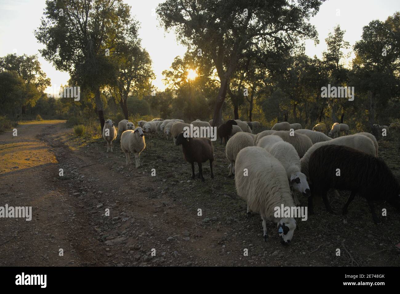 Moutons paissant dans une pastura au plateau de Mirandese au Portugal. Banque D'Images