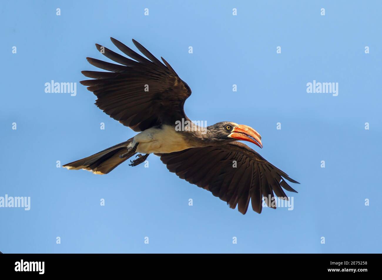 Calao couronné Lophoceros alboterminatus Mkuze, Afrique du Sud 23 août 2018 Bucerotidae Adultes Banque D'Images