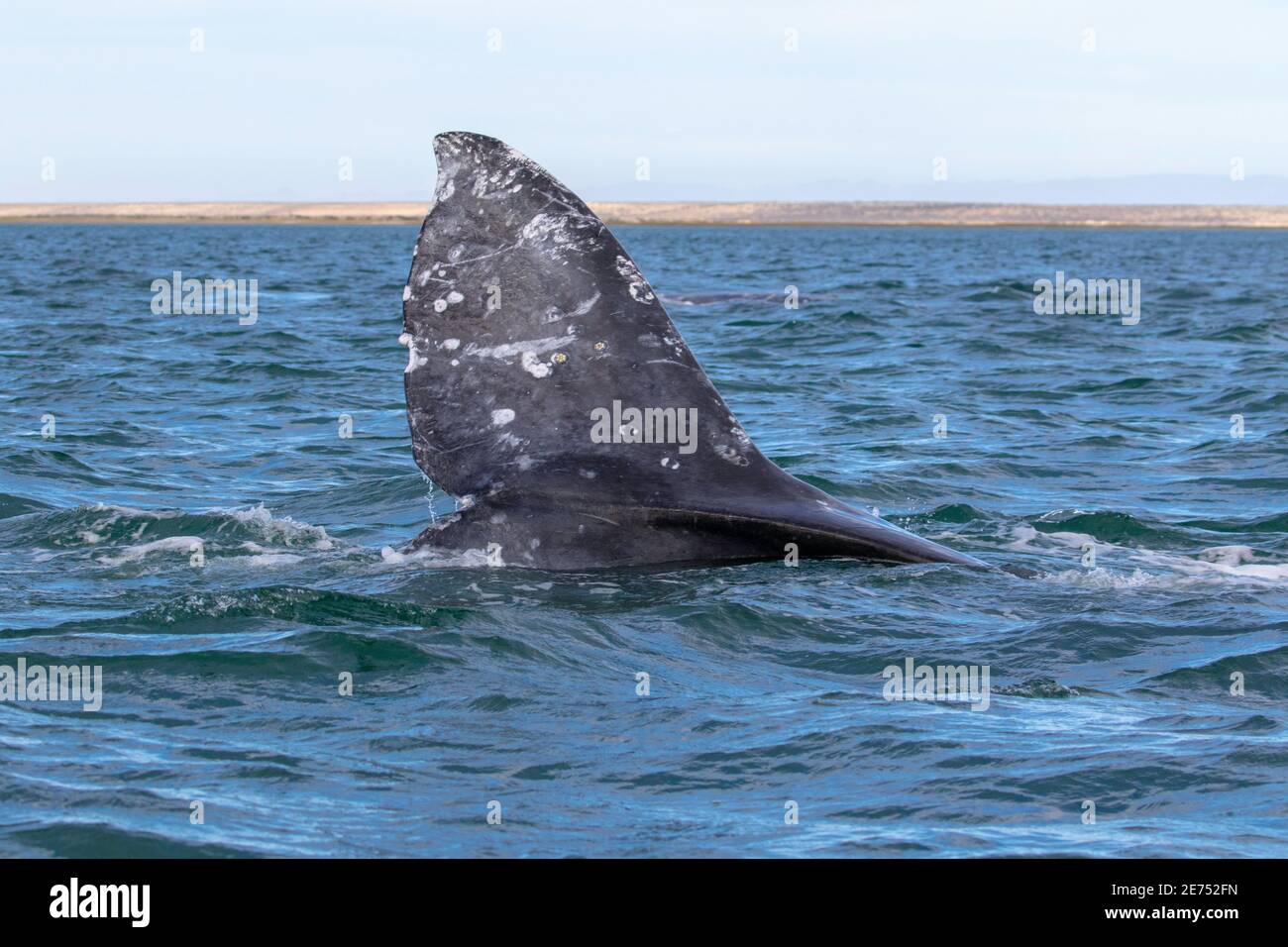 Baleine grise Eschrichtius robustus lagune San Ignacio, Baja California Sur, au Mexique 3 mars 2019 queue adultes. Eschrichtiidae Banque D'Images