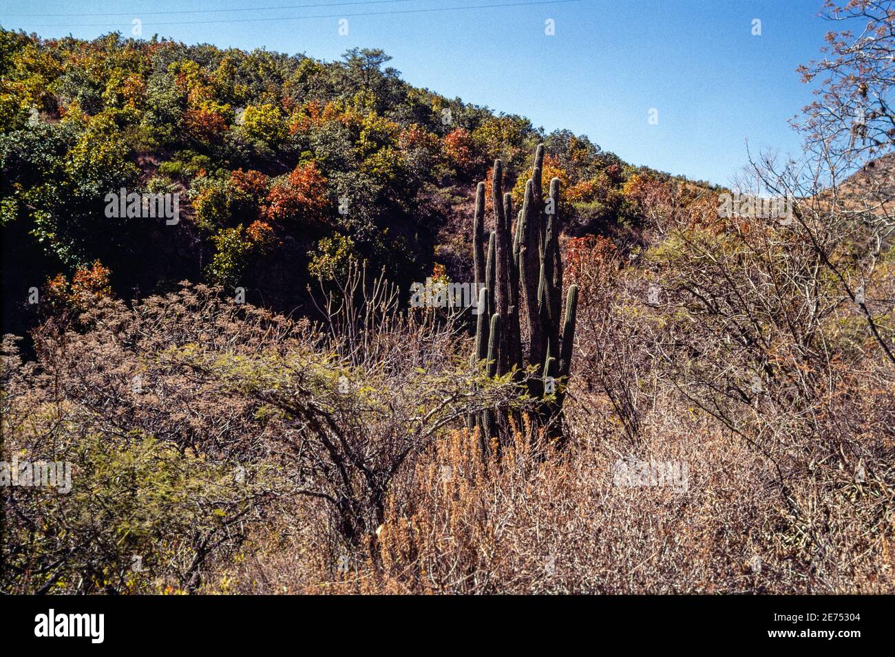 Oaxaca, Mexique Oaxaca Sparrow habitat juste au nord de la ville d'Oaxaca sur l'autoroute 175 décembre 1989. Banque D'Images