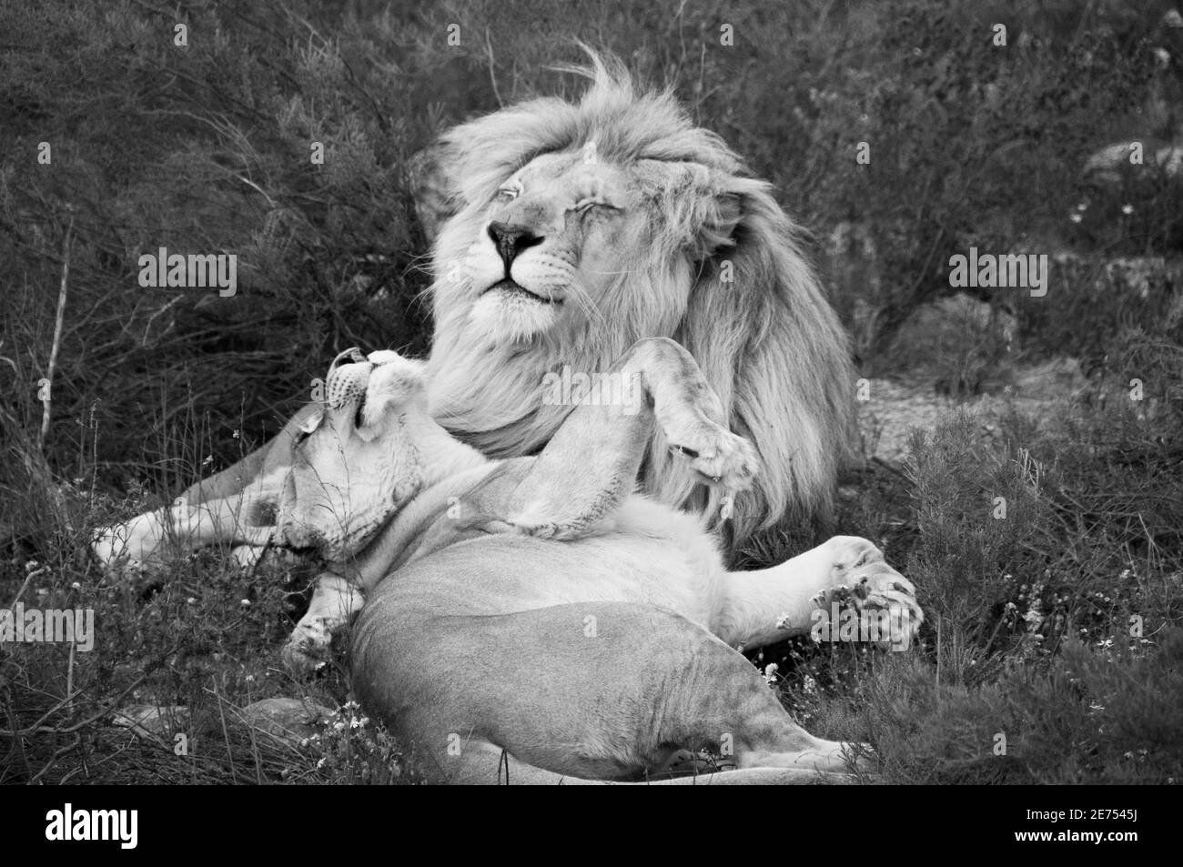 portrait des lions en noir et blanc Banque D'Images