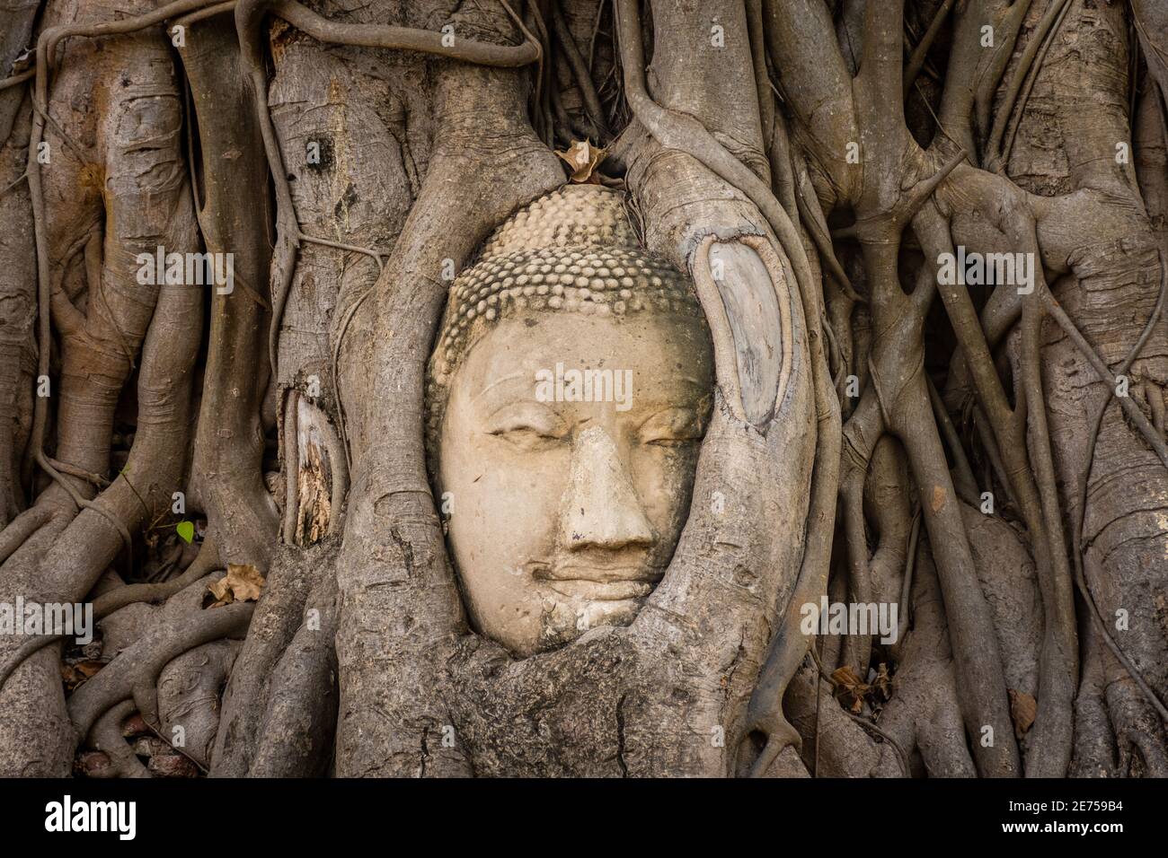 Tête de Bouddha intégrée dans un Banyan Tree à Ayutthaya, Thaïlande Banque D'Images