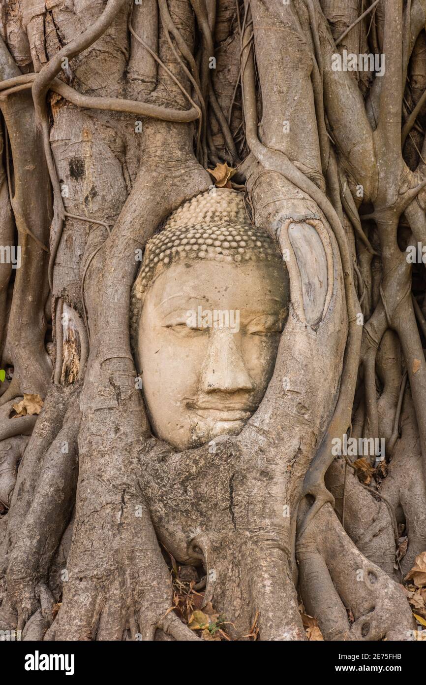 Tête de Bouddha intégrée dans un Banyan Tree à Ayutthaya, Thaïlande Banque D'Images