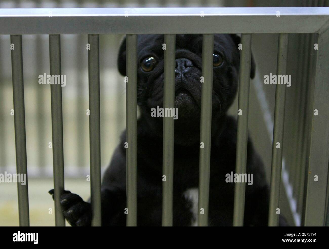 A dog looks out of its cage at the animal welfare center in Tokushima, March 11, 2010. It's a dog's life for a stray mutt in any country, but in Japan a A dog looks out of its cage at the animal welfare center in Tokushima, March 11, 2010. It's a dog's life for a stray mutt in any country, but in Japan a