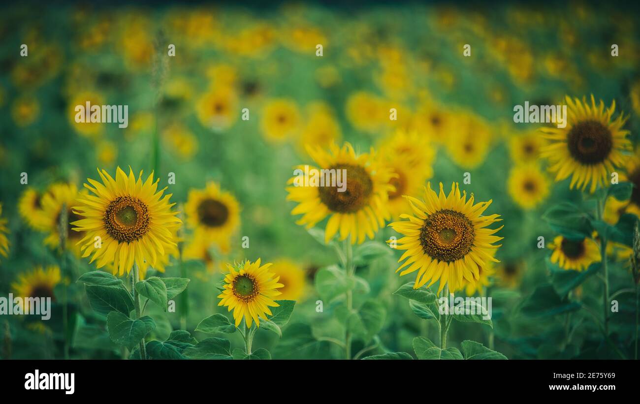 Tournesol champ fleur lumineux, fond de thème de la nature. Banque D'Images