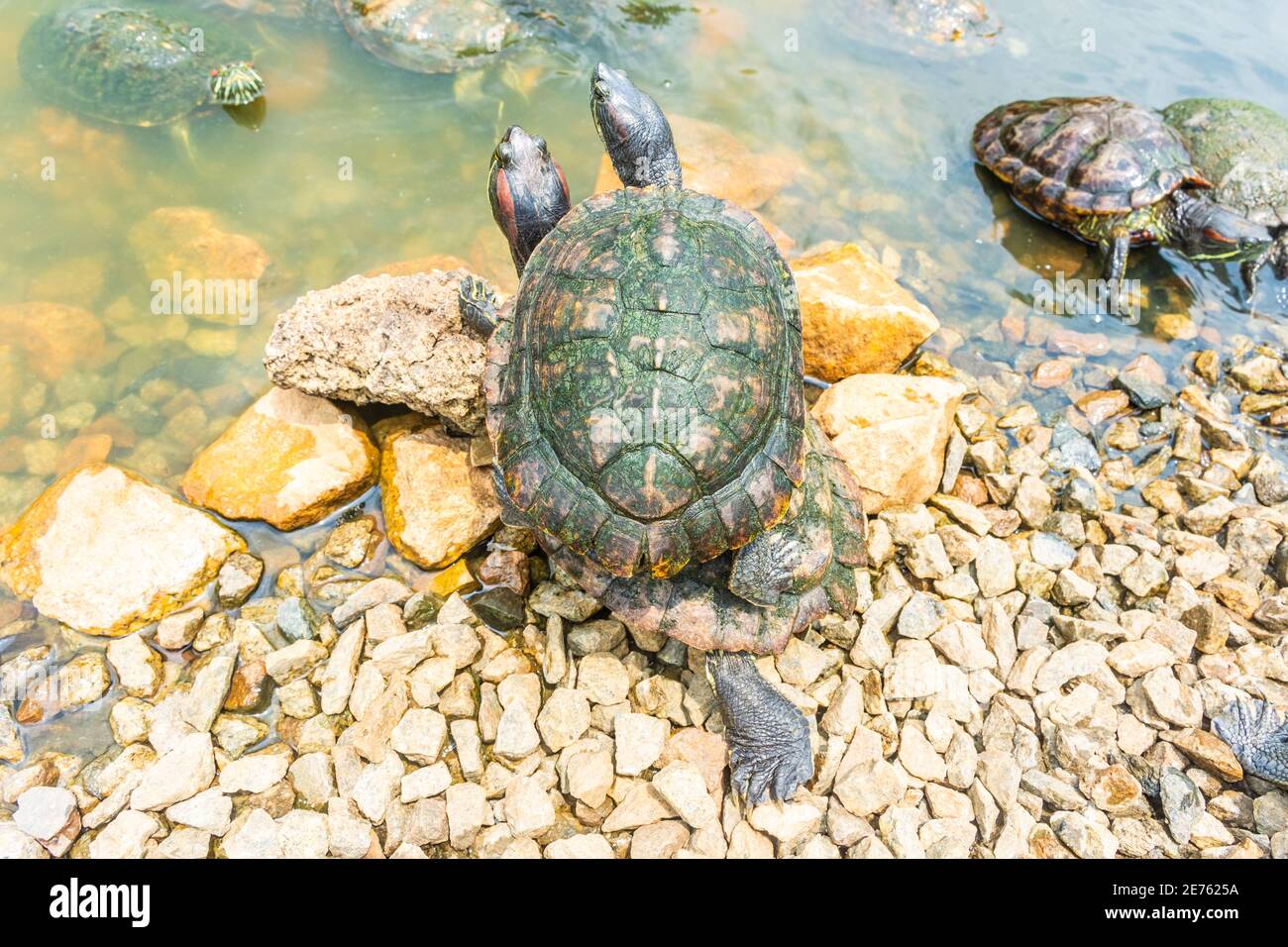 Chrysemys Picta, ou tortue peinte, dans les jardins botaniques de Singapour Banque D'Images