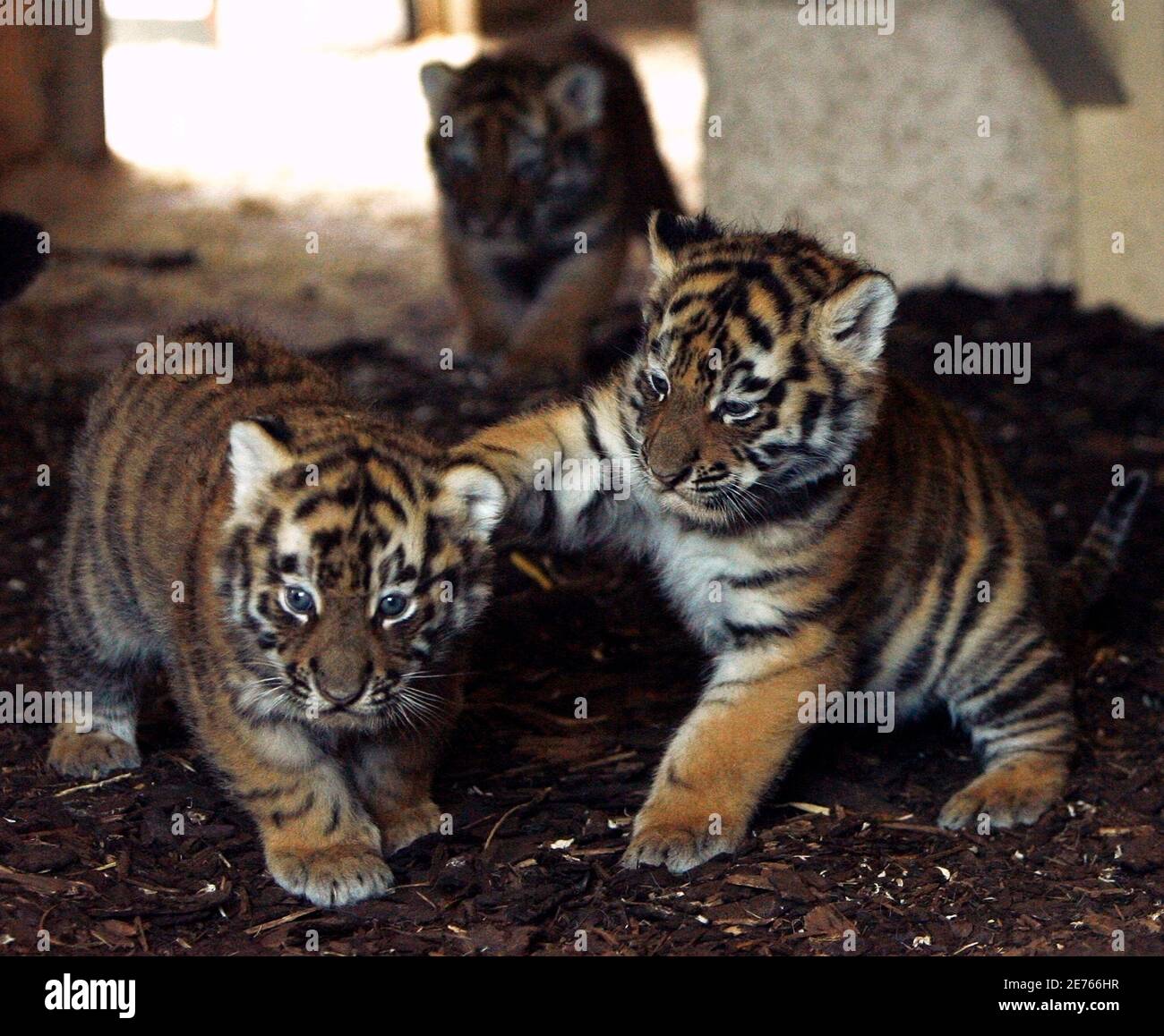 Five-week-old Amur tiger cubs play with each other at the Highland Wildlife  Park near Kingussie, Scotland June 16, 2009. Their parents Sasha and Yuri,  have now bred nine cubs in total with