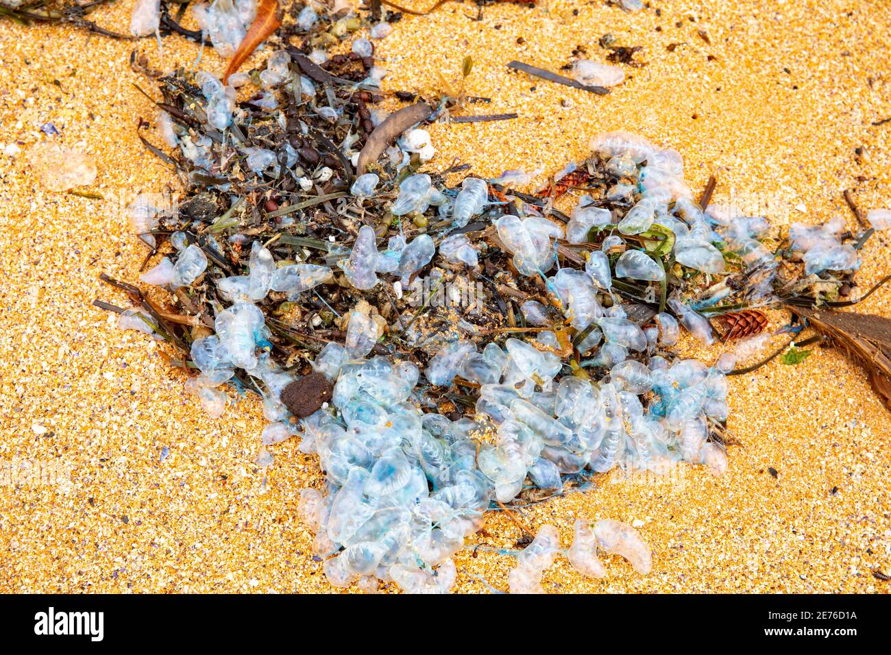 Physalia uticulus Bluebods lavé sur une plage de Sydney, Nouvelle-Galles du Sud, Australie Banque D'Images