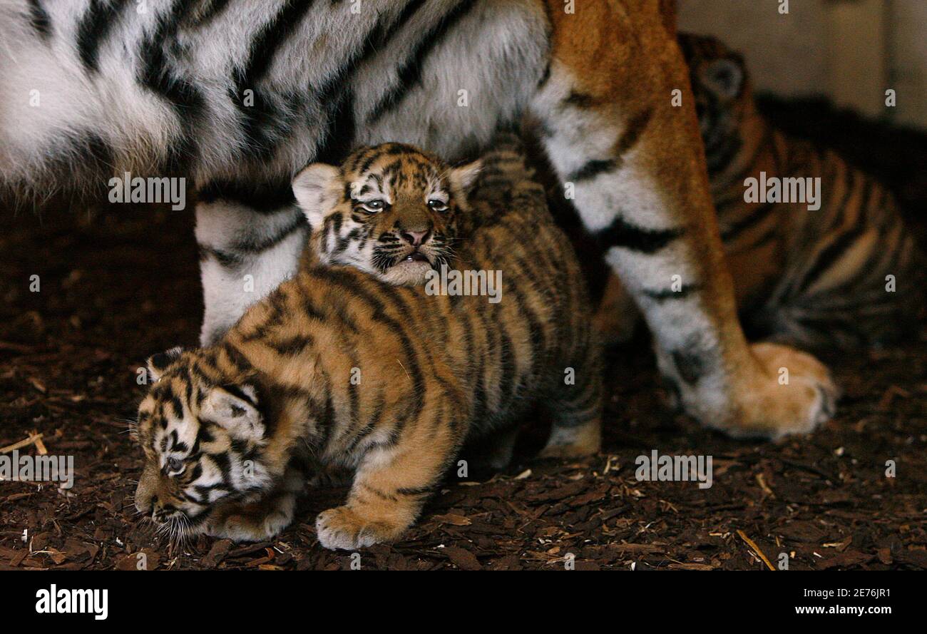 Five-week-old Amur tiger cubs play with each other at the Highland Wildlife Park near Kingussie, Scotland June 16, 2009. Their parents Sasha and Yuri, have now bred nine cubs in total with Five-week-old Amur tiger cubs play with each other at the Highland Wildlife Park near Kingussie, Scotland June 16, 2009. Their parents Sasha and Yuri, have now bred nine cubs in total with