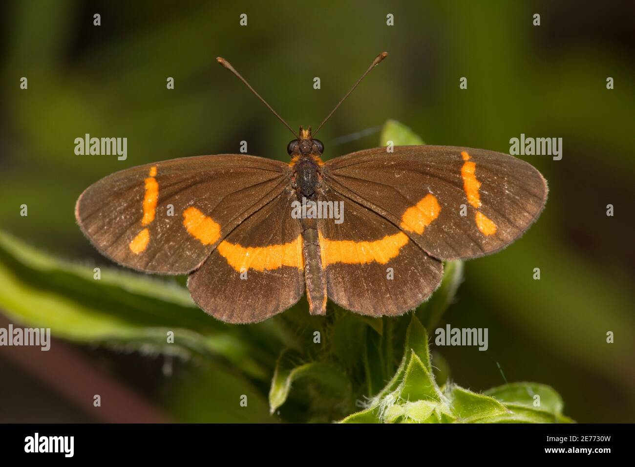 Elf Butterfly, microtia elva, Nymphalidae. Banque D'Images