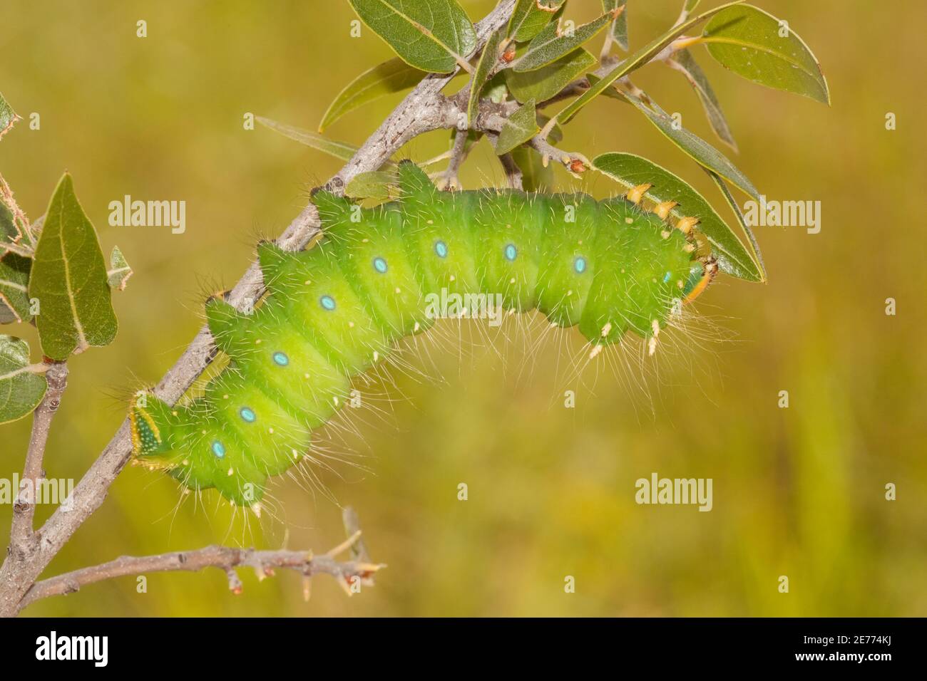 Esles d'Oslar Moth larva, Esles oslari, Saturniidae. Longueur 95 mm. Alimentation sur le chêne d'Emory, Quercus emoryi. Banque D'Images