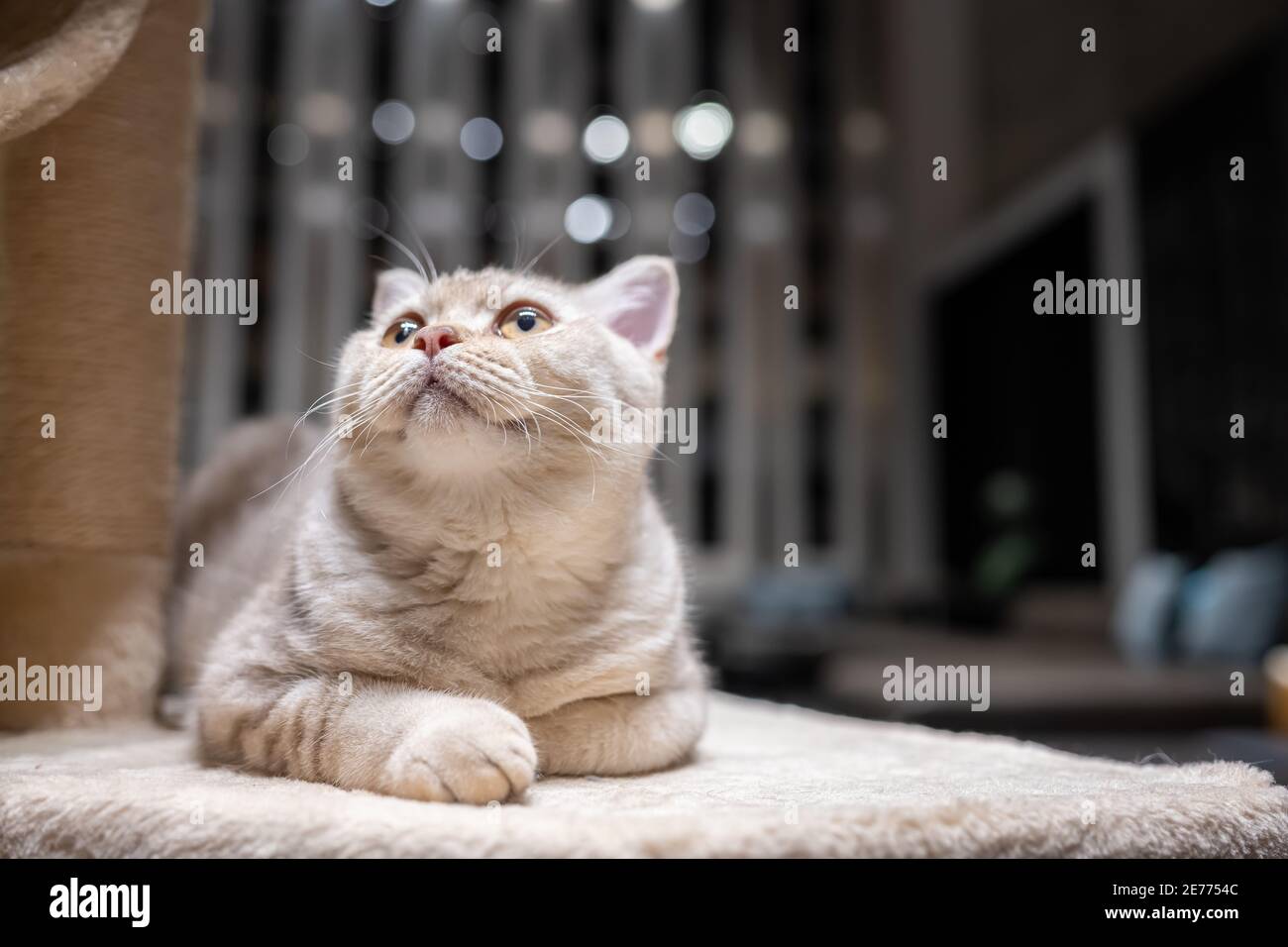 Le chat de shorthair britannique, couleur argent-chocolat, est couché sur un lit doux, le fond a beau bokeh il regarde vers le haut. Banque D'Images