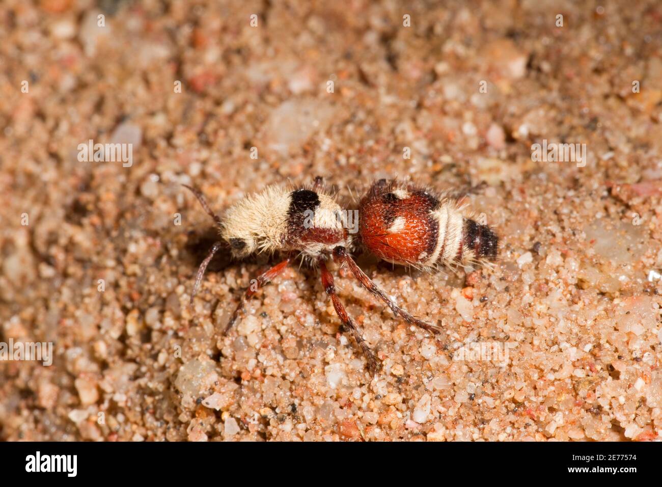 Velvet Ant femelle, Dasymutilla asteria, Mutillidae. Longueur 16 mm. Banque D'Images