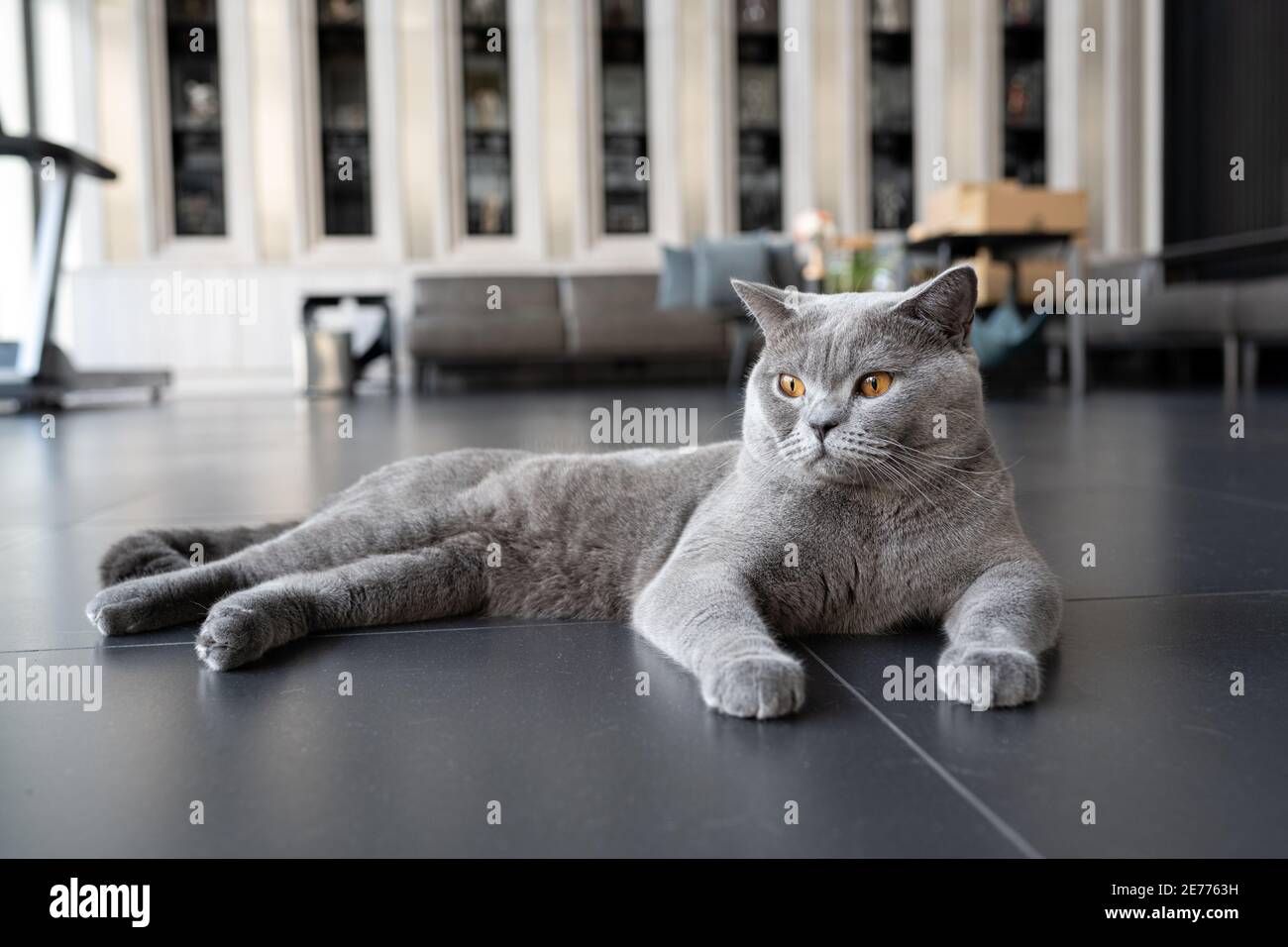 Le Chat De Shorthair Britannique De Couleur Bleu Gris Et Les Yeux Orange Pure Et Belle Race Sont Assis Sur Le Sol Noir Dans La Maison Photo Stock Alamy