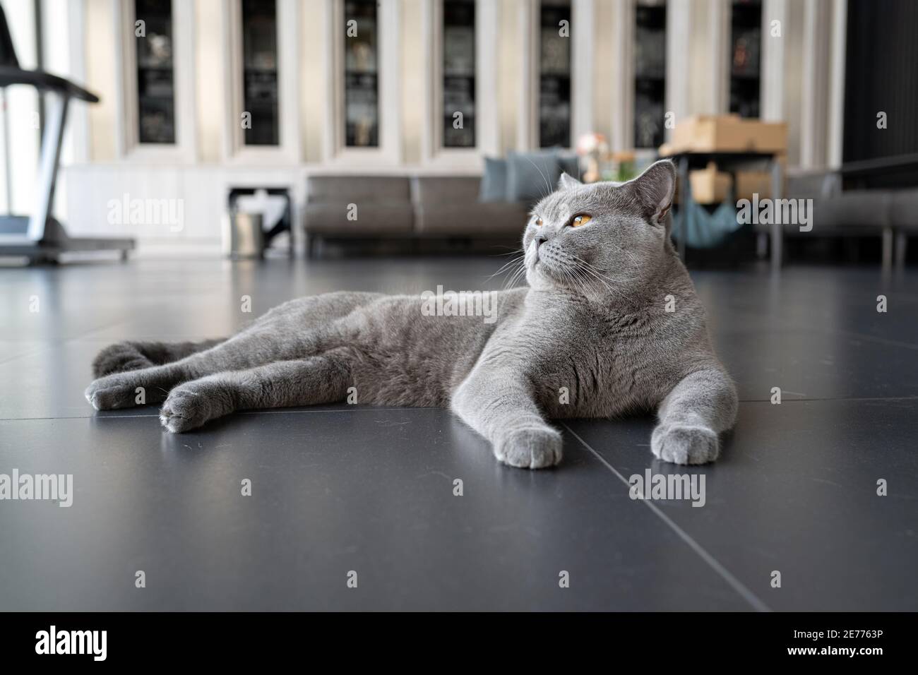 Chat pyrombrez britannique de couleur bleu-gris et yeux orange, race pure et belle sont assis sur le sol noir dans la maison et regardant à gauche. Banque D'Images