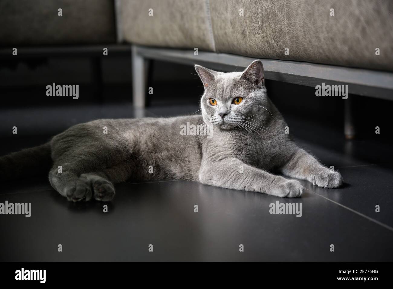 Race Britannique De Shorthair Couleur Bleu Gris Yeux Orange Assis Et Reposant Sur Un Sol Noir Et Regardant Lateralement Est Un Beau Chat Et Un Bon Pedigree Photo Stock Alamy
