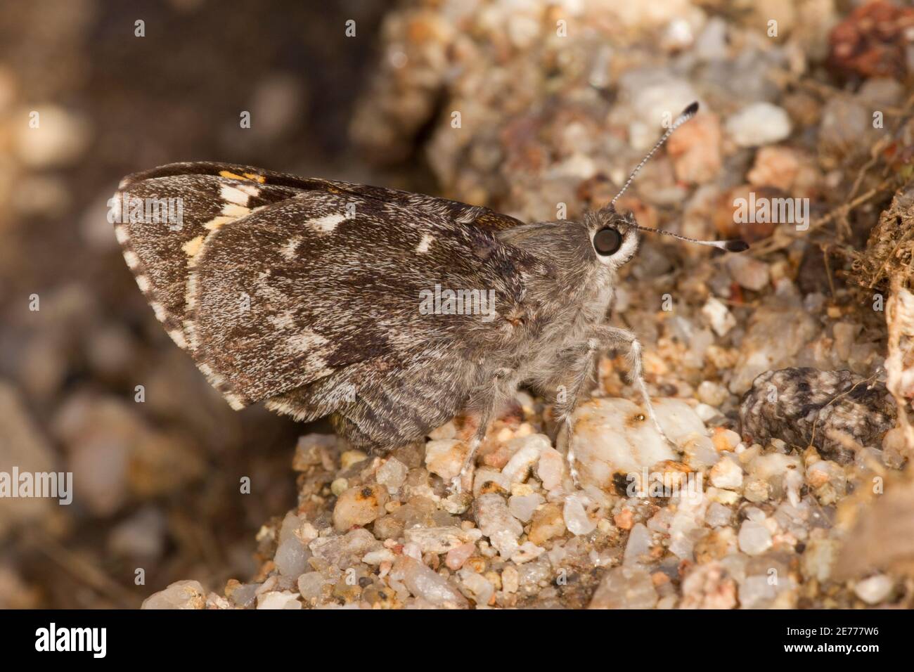 Huachuca Giant-Skipper, Agathymus evansi, Hesperiidae. Banque D'Images