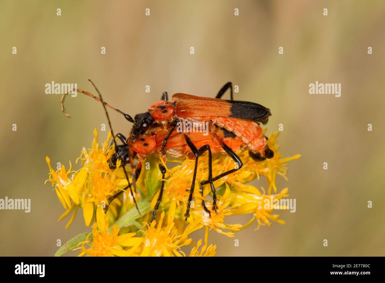 Soldat Beetle, homme et femme, Chauliognathus progundus, Cantharidae. Alimentation sur la tige d'or. Banque D'Images