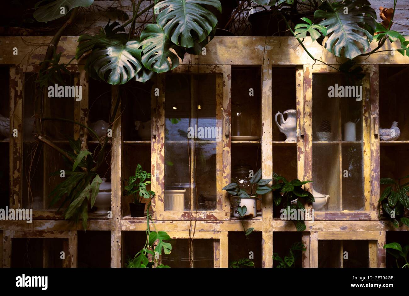 Plantes de maison exotiques avec de belles feuilles, différentes plantes d'intérieur dans la salle de séjour avec des décorations sur l'armoire Banque D'Images