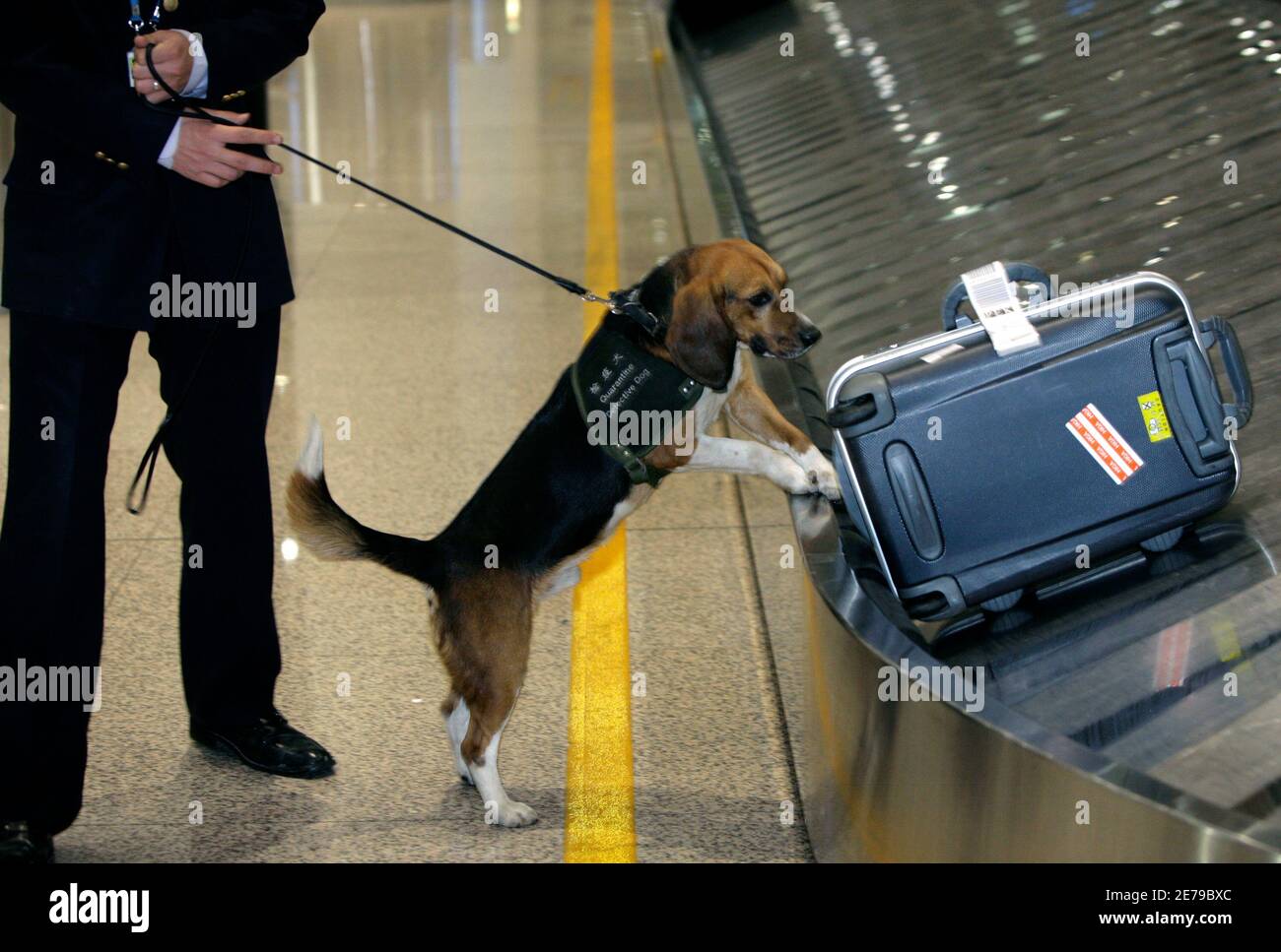 Un chien sniffer vérifie un bagage à l'aéroport international de Beijing Capital le 28 avril 2009. L'Organisation mondiale de la santé ne recommande pas de restrictions de voyage ni de fermetures de frontières pour lutter contre la grippe porcine, a déclaré un porte-parole mardi. Les personnes infectées peuvent ne pas présenter de symptômes à l'aéroport ou lorsqu'elles atteignent un poste frontalier, de sorte que les limitations de voyage comme celles imposées pendant l'épidémie de SRAS sont inefficaces, a déclaré le porte-parole Gregory Hartl. REUTERS/Jason Lee (SOCIÉTÉ CHINOISE DE LA SANTÉ) Banque D'Images