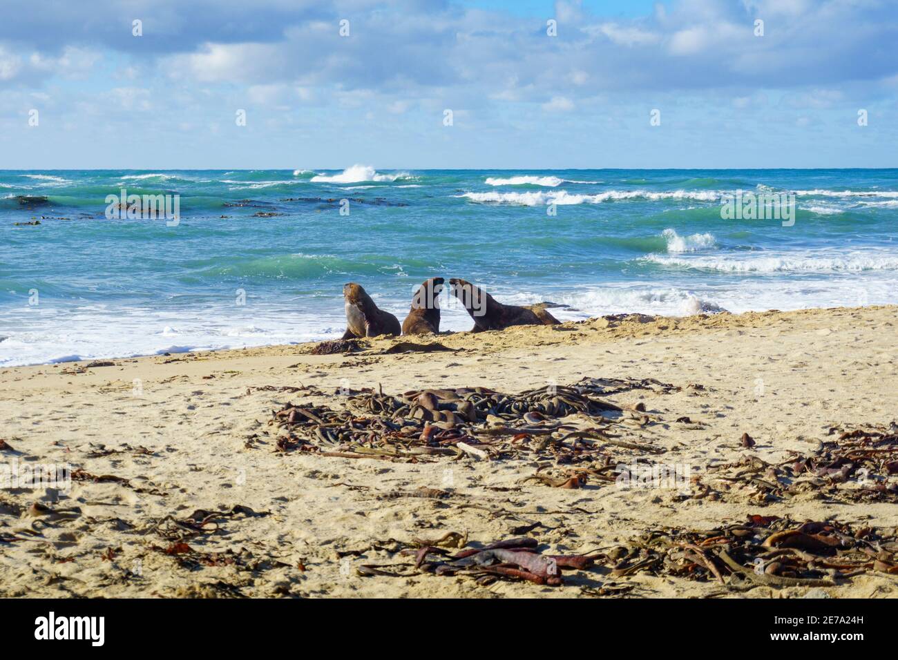 Trois phoques à fourrure néo-zélandais défiant sur la plage de Catlins. Île du Sud, Nouvelle-Zélande. Banque D'Images