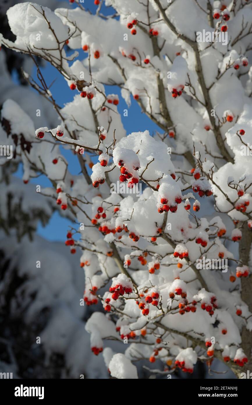 Crabe japonais recouvert de neige. Banque D'Images
