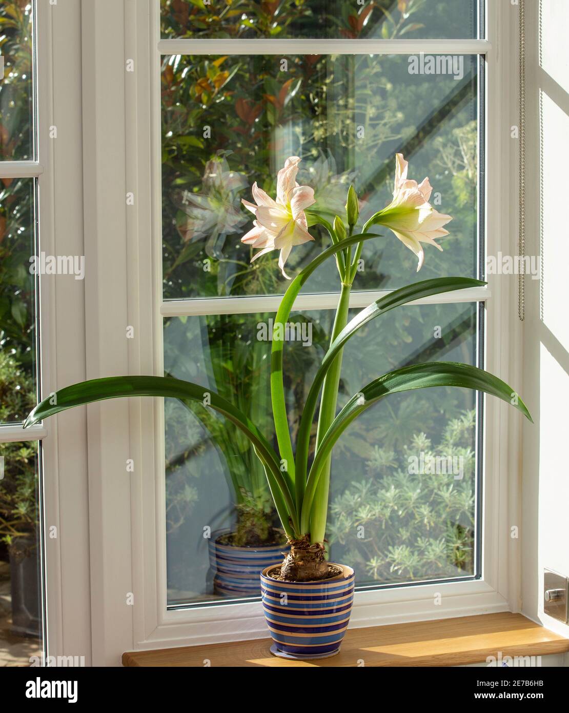 Amaryllis maison plante, pot plante, croissant à l'intérieur sur une fenêtre de rebord Banque D'Images