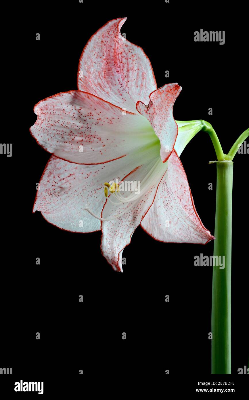 Gros plan de la tête de fleur d'un Amaryllis rose et blanc, photographié sur fond noir/ cette variété est appelée fleur de pomme Banque D'Images