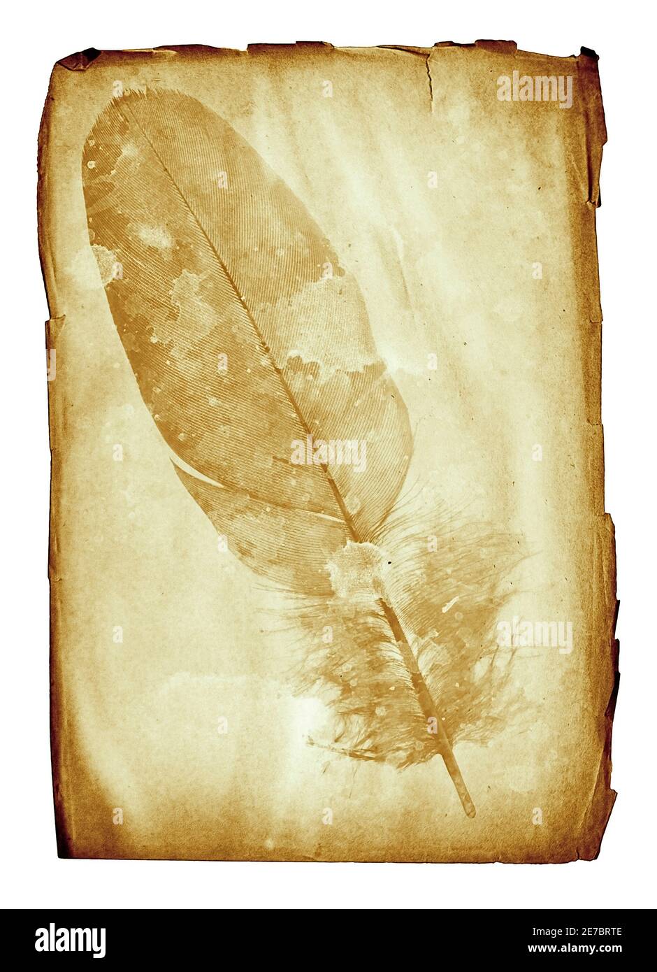 filigrane sous forme de plume sur le grunge feuille de papier Banque D'Images
