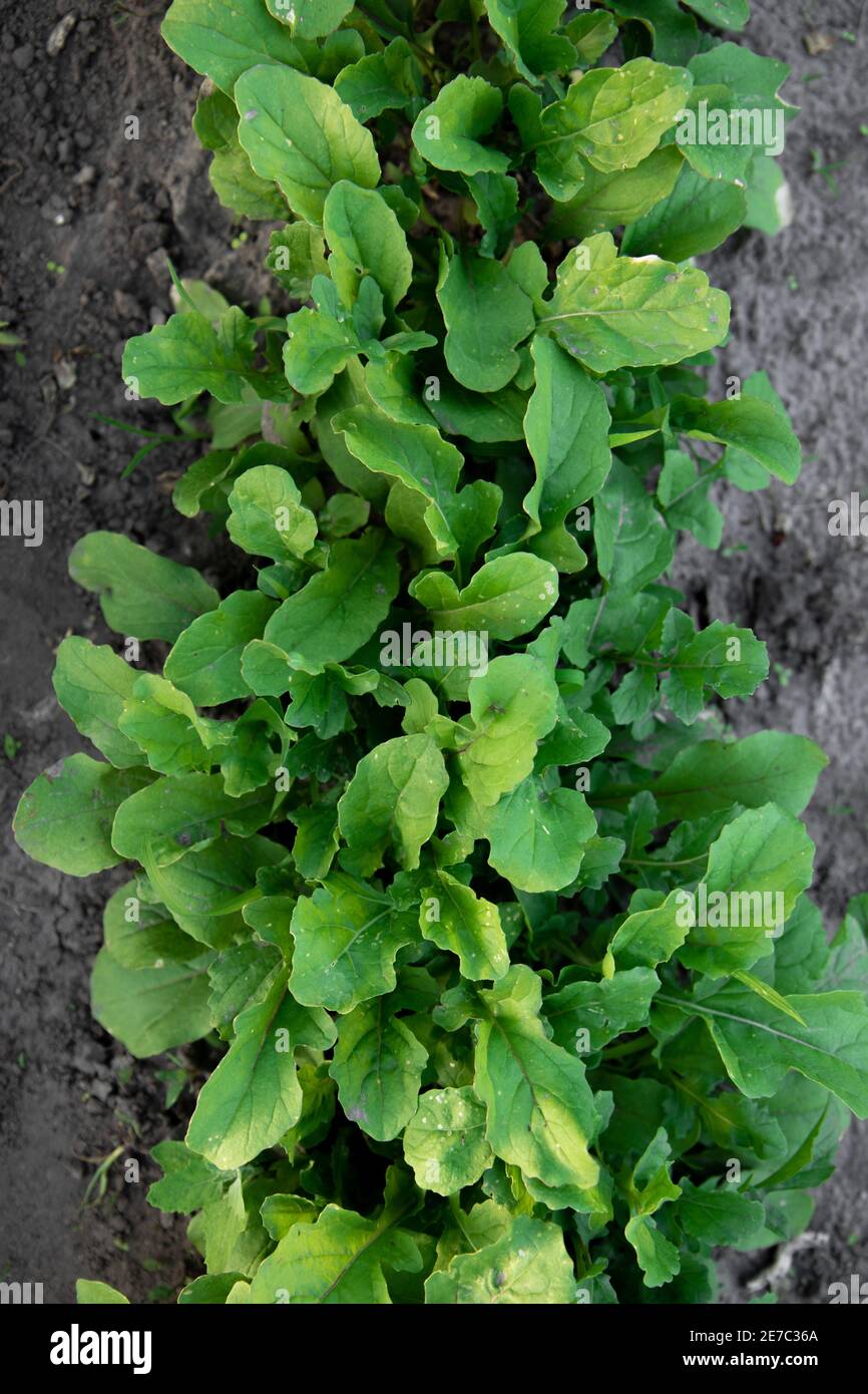 Roquette fraîche, roquette sauvage poussant dans un potager biologique. Banque D'Images