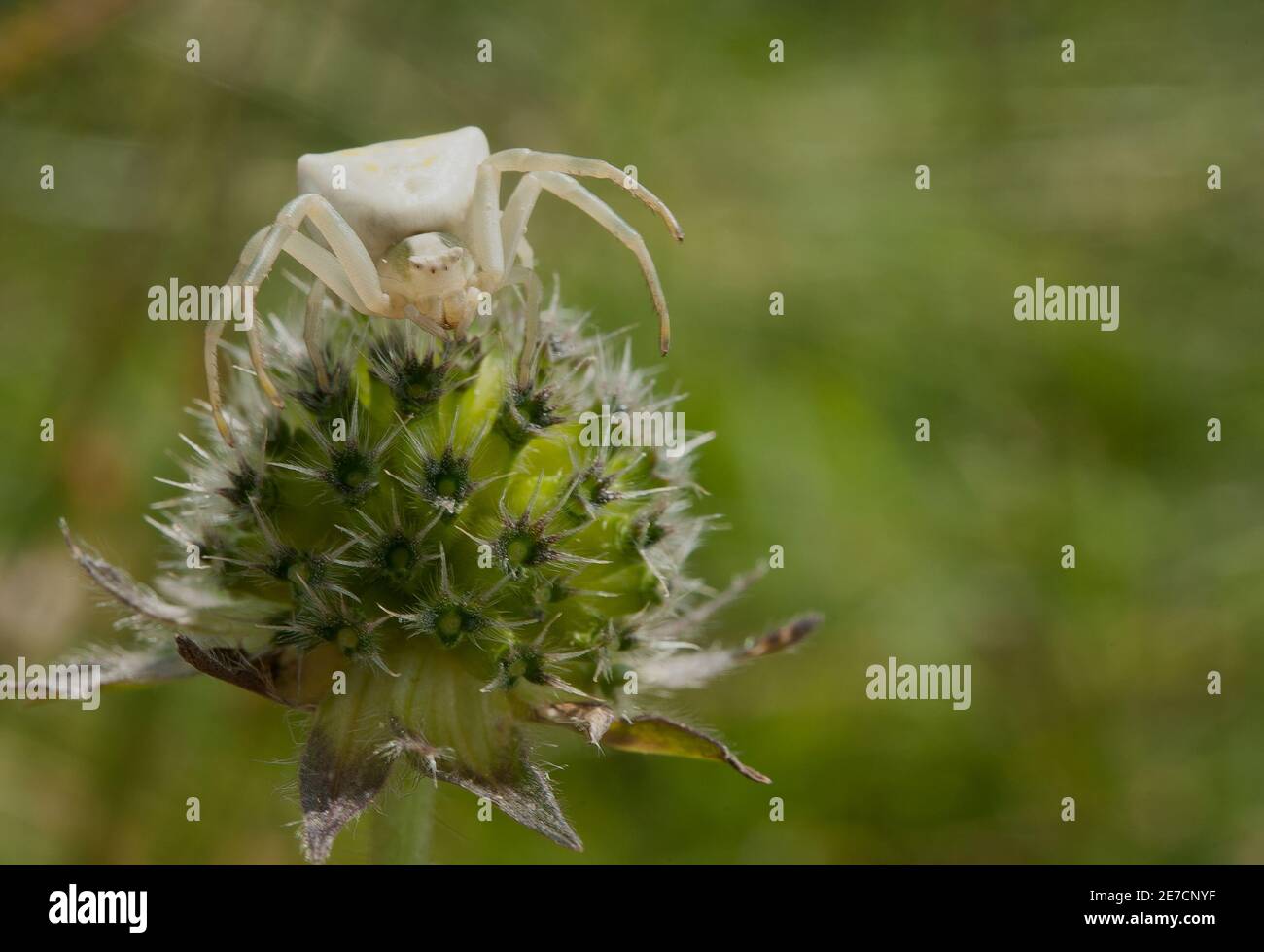 Crabes araignées, Thomisus onustus, Thomisidae, sur les orchidées sauvages, Luni Sul Mignone, montagnes de Tolfa, Latium, Italie, Europe Banque D'Images